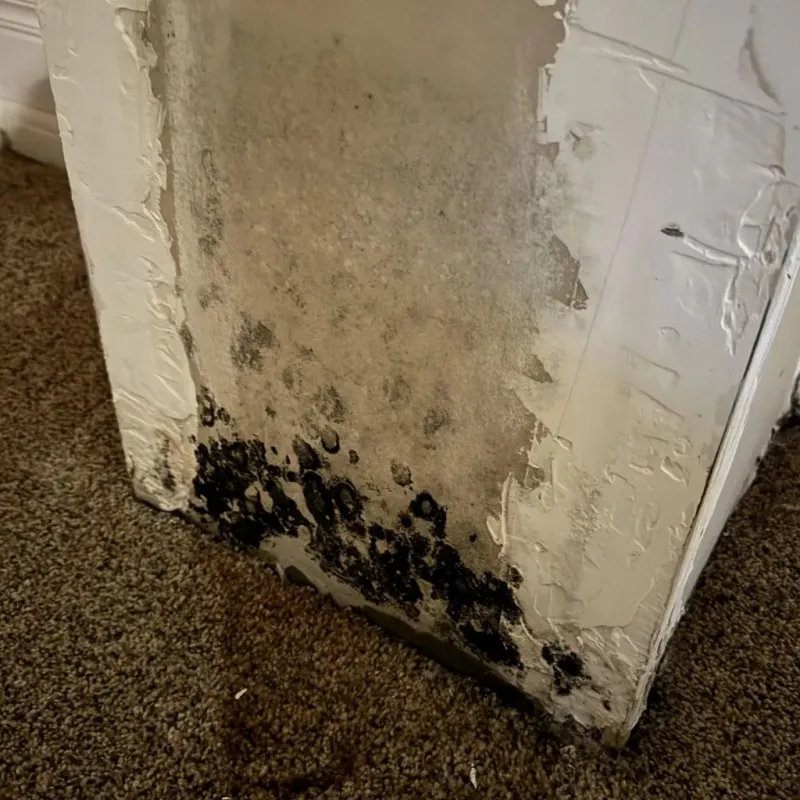 Professional Mold Removal in Marion, TX
